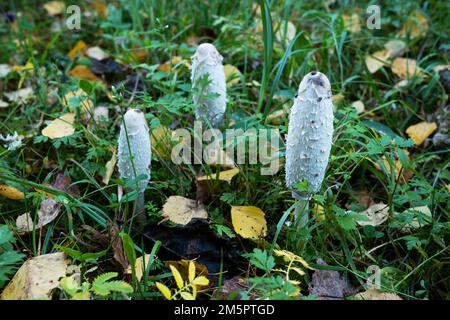 Gruppo di funghi con cappuccio d'inchiostro Shaggy che crescono in Estonia rurale, Nord Europa Foto Stock