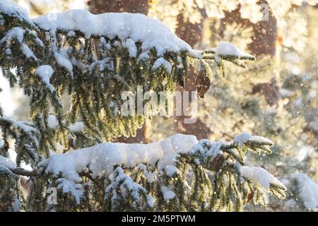 Coni di abete rosso appesi su un ramo nevoso e gelido in una fredda giornata invernale in Estonia, Nord Europa Foto Stock