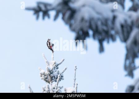 Grande picchio macchiato alla ricerca di cibo da una foresta boreale viticola in Estonia, Nord Europa Foto Stock