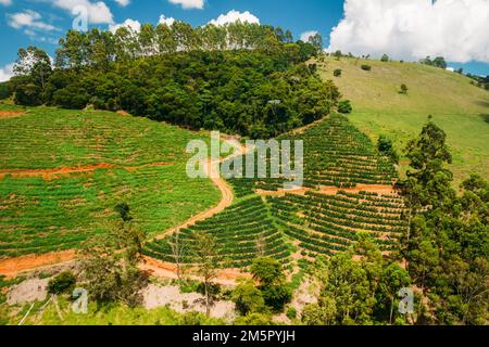 Vista aerea del drone di una piantagione di caffè a Manhuacu, Minas Gerais, Brasile Foto Stock