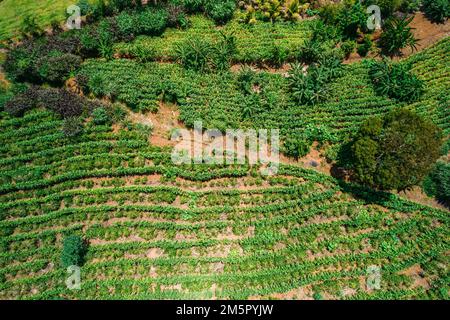 Vista aerea del drone di una piantagione di caffè a Manhuacu, Minas Gerais, Brasile Foto Stock