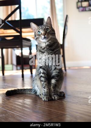 Morphy il gatto di tabby Foto Stock