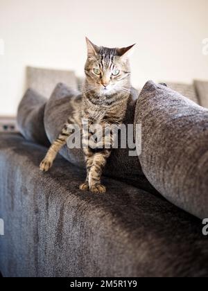 Morphy il gatto di tabby Foto Stock