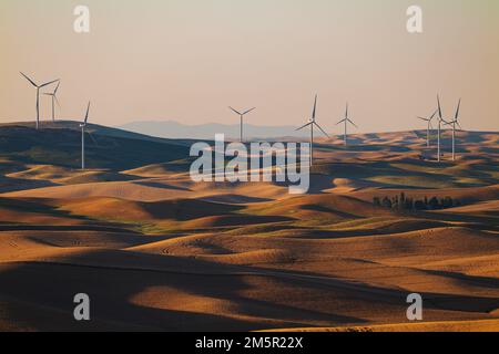 Mulini a vento al tramonto in cima a terreni agricoli ondulati; regione di Palouse; stato di Washington; Stati Uniti Foto Stock