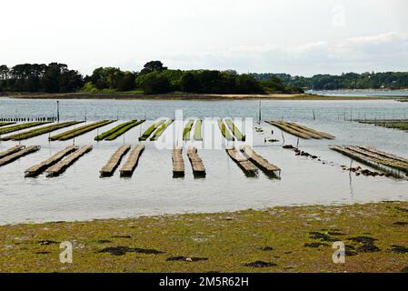 Ile d'Arz, parco delle ostriche, Golfe du Morbihan, Morbihan, Bretagna, Bretagna, Francia, Europa Foto Stock