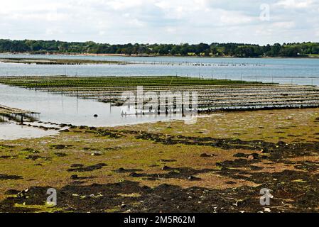 Ile d'Arz, parco delle ostriche, Golfe du Morbihan, Morbihan, Bretagna, Bretagna, Francia, Europa Foto Stock