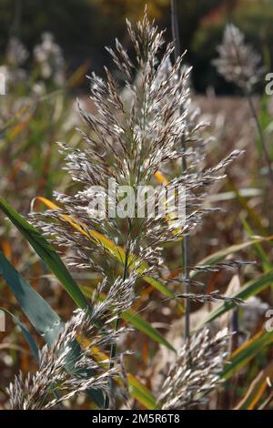 Primo piano della cima dei rametti di erba di Pampas che vanno a seminare in un prato in Hastings Lake Forest Preserve, Lake Villa, Illinois, USA Foto Stock