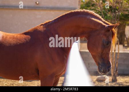 Un primo piano di un cavallo arabo marrone in una stalla, in una fattoria, appoggiando la testa sopra la recinzione, in una giornata di sole brillante Foto Stock