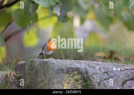 Un ladino europeo che si aggirano sulla roccia Foto Stock