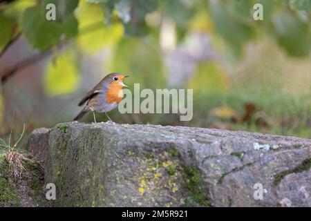 Un ladino europeo che si aggirano sulla roccia Foto Stock