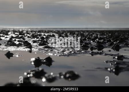 Isola del Mare del Nord Sylt in estate, spiaggia, mare di wadden Foto Stock