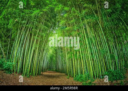 Un percorso tra due sezioni di una grande e densa foresta di bambù in un parco pubblico del North Carolina, fotografato con una lente Fisheye Nikon. Foto Stock