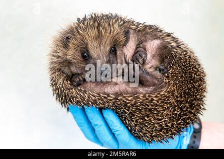 Jeff Moore- oltre 11.886 pazienti, tra cui 1898 ricci, sono stati trattati quest'anno da personale dedicato all'ospedale Tiggywinkles nel Buckinghamshire Foto Stock