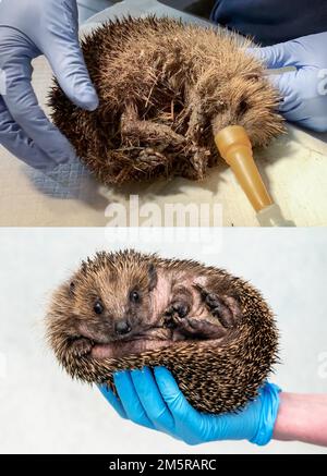 Jeff Moore- oltre 11.886 pazienti, tra cui 1898 ricci, sono stati trattati quest'anno da personale dedicato all'ospedale Tiggywinkles nel Buckinghamshire Foto Stock