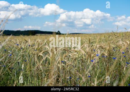 Campo di segale in una giornata di sole estate Foto Stock