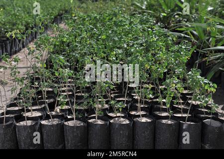 Piante nel vivaio del programma di rimboschimento statale CEDES (Foto di tiradorcuarto/NortePhoto) Plantas en el vivero del programma re reforstacion estatal del CEDES (Foto di tiradorcuarto/NortePhoto) Foto Stock