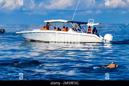 Enorme e bellissimo squalo balena nuota sulla superficie dell'acqua durante il tour in barca a Cancun Quintana Roo Messico. Foto Stock