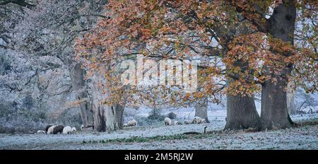 Pecore che si nutrono in un prato in una fredda giornata gelida sotto gli alberi di quercia in autunno Foto Stock