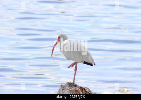 Con Ibis in piedi sulla roccia Foto Stock