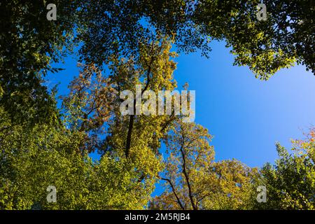Vista sulla foresta da un angolo basso. Alberi al tramonto. Foto concettuale di zero o neutralità al carbonio. Foto Stock