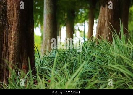 Calvo cipressi alberi in erba alta lussureggiante Foto Stock
