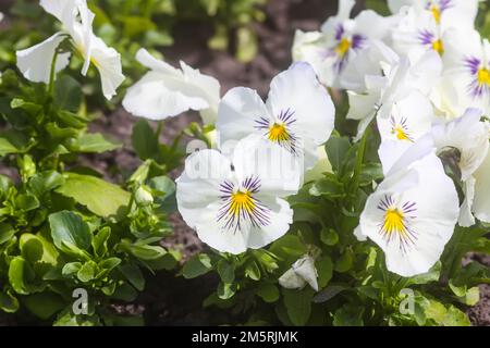 Pansies bianco. Fiori estivi delicati e belli. Foto Stock