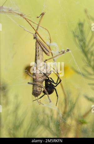 Il ragno di vedova nera del sud con un grasshopper che ha ottenuto aggrovigliato in su nel suo fotoricettore Foto Stock