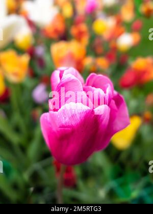 Tulipano in fiore viola nel parco Keukenhof nei Paesi Bassi Foto Stock