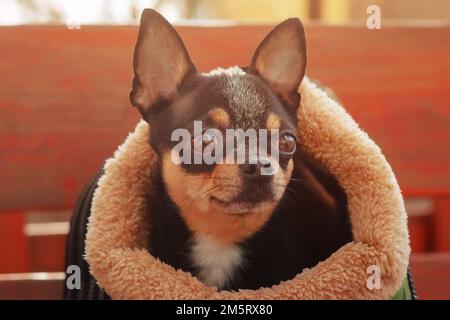 Un animale domestico a piedi. Chihuahua tricolore nero bianco marrone in una borsa da trasporto. Ritratto di un cane adulto. Foto Stock