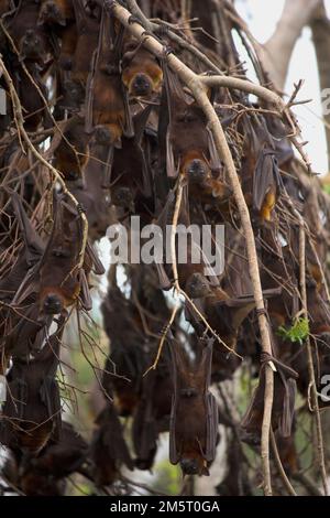 Un gruppo di Little Red Flying FoxesPteropus scapulatus Gayndah Australia Foto Stock