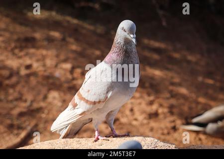 Piccione di roccia rosa o Colomba livia in piedi su una roccia presso il ranch ripariano d'acqua in Arizona. Foto Stock