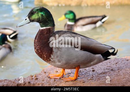 Ibrido maschile mallard o Anas platyrhynchos in piedi sulla riva di uno stagno al ranch ripariano d'acqua in Arizona. Foto Stock