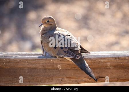 Pianto colomba o Zenaida macroura che riposa su una recinzione presso il ranch ripariano d'acqua in Arizona. Foto Stock