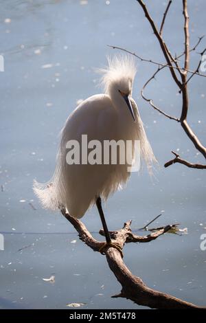 Gretta innevata o gretta thula appollaiata su un ramo del ranch d'acqua di Riparian in Arizona. Foto Stock