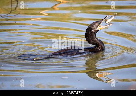 Il cormorano neotropico o il nannopterum brasilianum che si nutrono di un'aneto bluegill al ranch d'acqua di Riparian in Arizona. Foto Stock