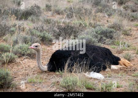 Struzzo africano maschio seduto sul Nest Foto Stock