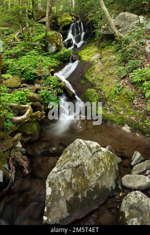 TN00093-00 - Tennessee - piccola cascata nella valle del Middle Prong Little River, Parco Nazionale delle Great Smokey Mountains. Foto Stock
