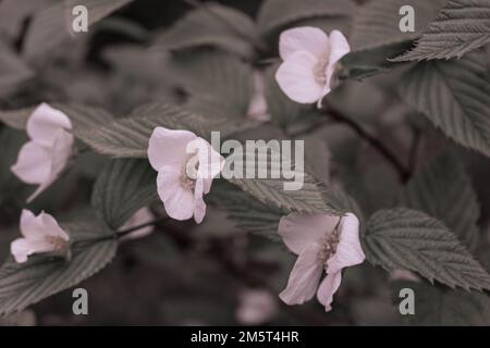 Nanching ciliegia in fiore. Fotografato all'arboreto di Budapest. Foto Stock
