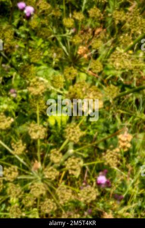 Nuovo, sfida all'età, era digitale, senza apertura di lustre, spiccano, alta risoluzione, immagine pinhole della natura motivi naturali e caos Foto Stock