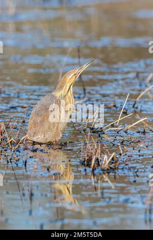 00685-00507 Bittern americano (Botaurus lentiginosus) in zone umide Marion Co. IL Foto Stock