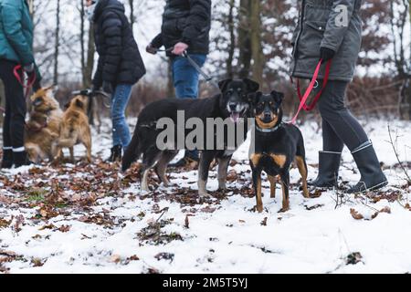 Felice vari cani di ricovero di razza mista in una passeggiata invernale con volontari. Lavoro volontario con animali. Riprese all'aperto. Foto di alta qualità Foto Stock