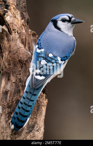 Blue Jay Foto Stock