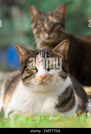 Gatti che guardano la macchina fotografica all'aperto nel parco estivo Foto Stock