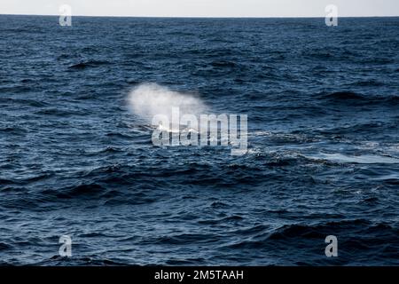 Colpo di una balena spermatica che nuota nel Mare di Norvegia vicino ad Andenes, nella den molto a nord dell'isola di Andøya, nell'arcipelago norvegese di Vesterålen. Foto Stock