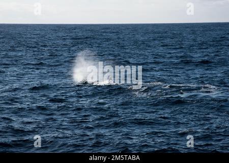 Colpo di una balena spermatica che nuota nel Mare di Norvegia vicino ad Andenes, nella den molto a nord dell'isola di Andøya, nell'arcipelago norvegese di Vesterålen. Foto Stock