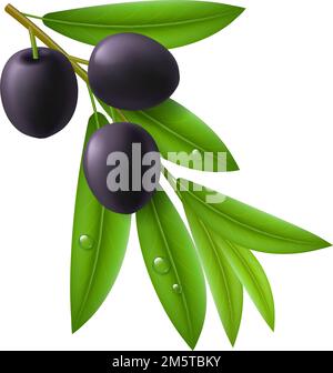 Il ramo di olivo mature con olive nere e foglie verdi con scende su di essi. Illustrazione Vettoriale