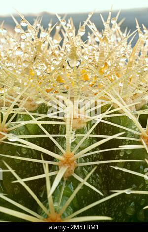 Un cactus barile con una moltitudine di punte affilate riempite di palline d'acqua Foto Stock