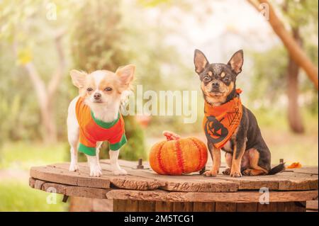 Chihuahua in abiti sullo sfondo della natura autunnale. Due cani vicino a una zucca su Halloween. Foto Stock