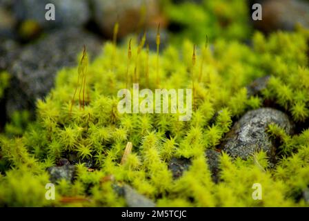 primo piano di muschio verde e giallo Foto Stock