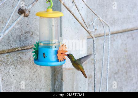 Hummingbird e ape miele raccolta di acqua di zucchero da alimentatore artificiale. Buenos Aires, Argentina. Foto Stock